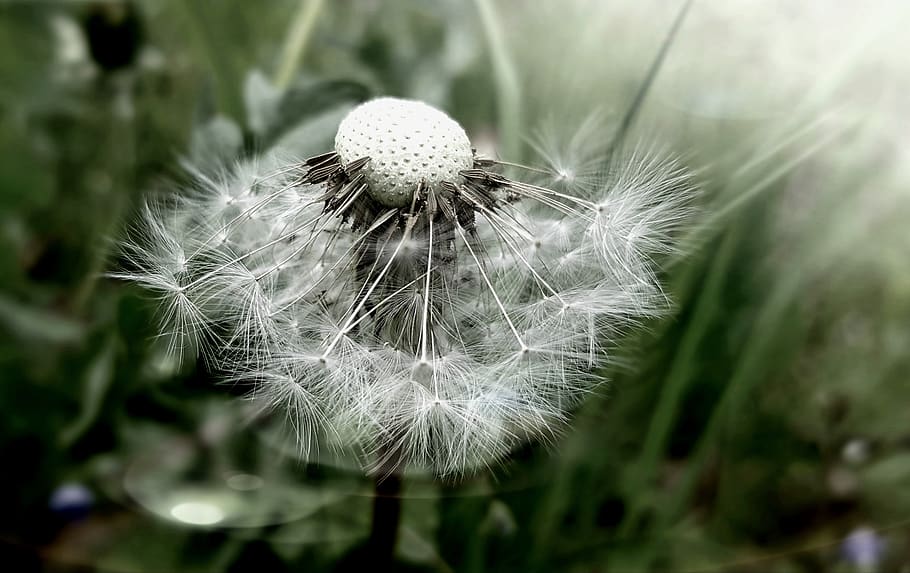 dandelion, nature, plant, pointed flower, seeds, close up, spring, flora, fluffy, faded