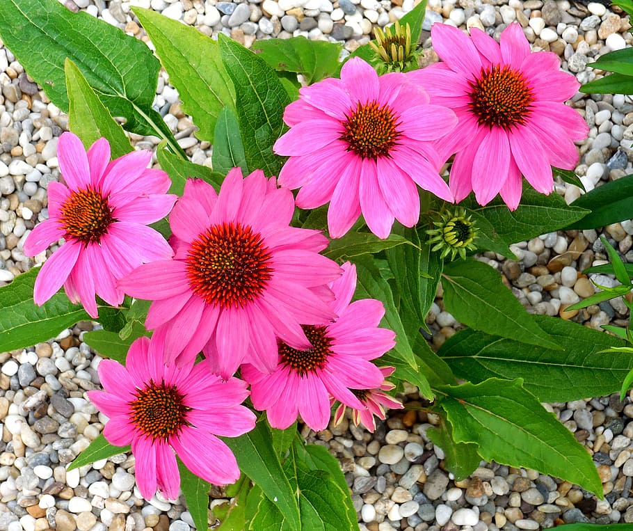echinacea, plant, flowers, flowering plant, flower, freshness, beauty in nature, growth, fragility, vulnerability