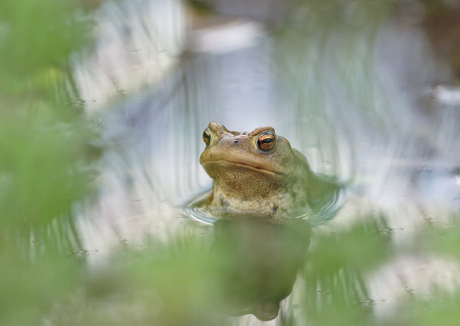 groom, male, pool, stream, water, surface, nature, spring, amphibian, frog