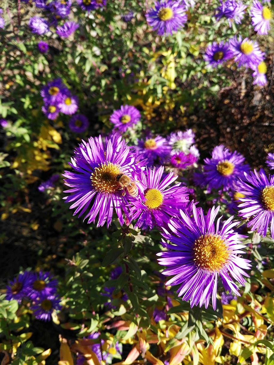 bee, aster, herbstastern, autumn, insect, be duster, nectar, pollen, honey bee, nature
