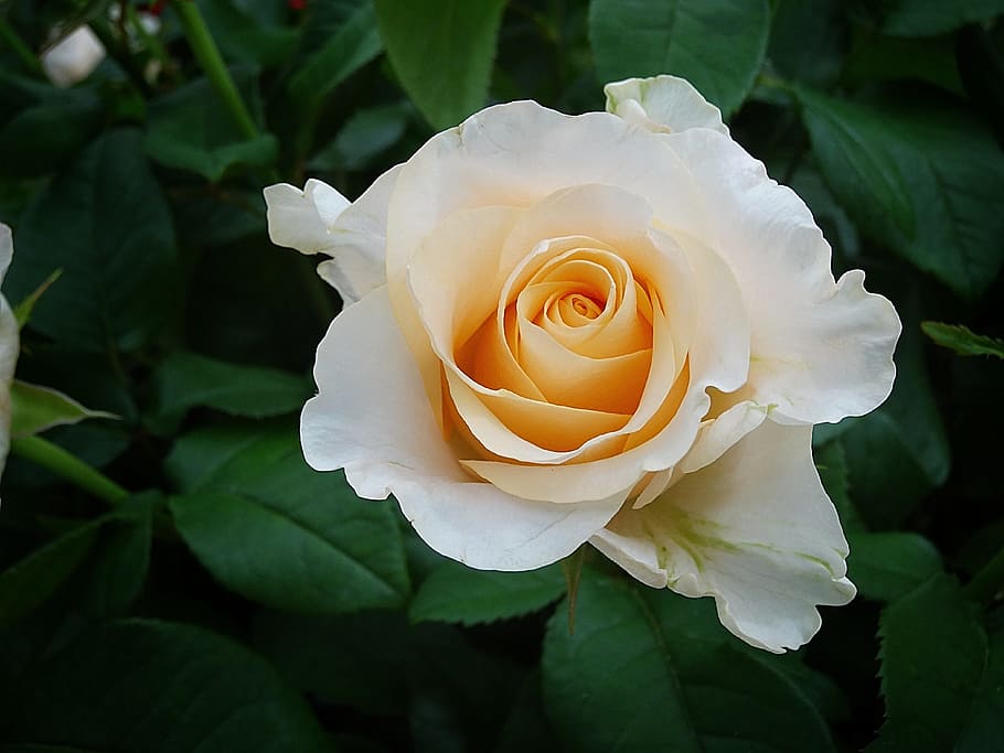 closeup, white, beige, rose, white rose, rose blooms, rose bloom, blossom, bloom, bright flower