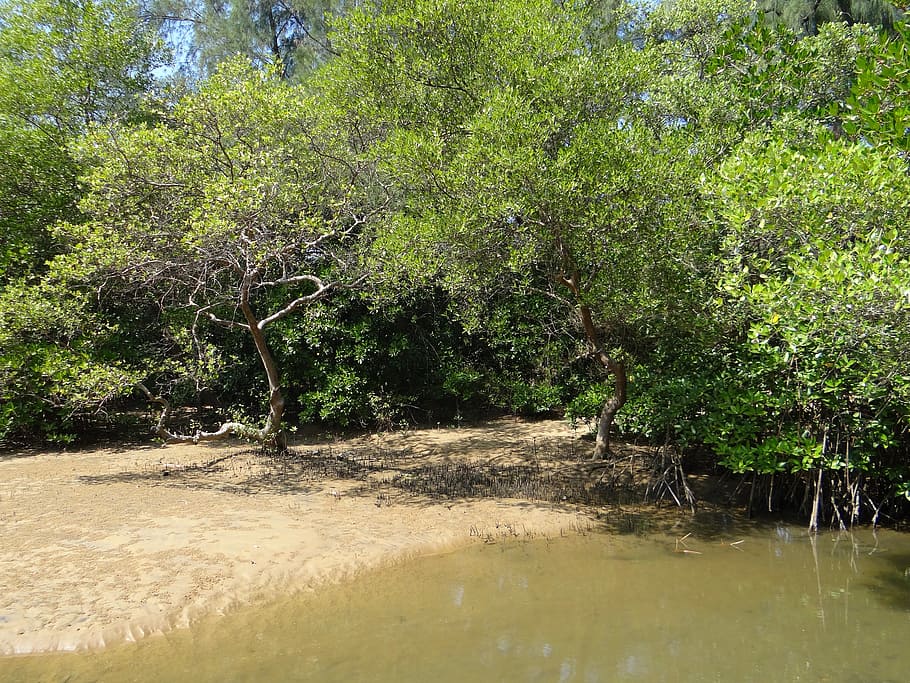 manglar, especies, bosque de mareas, arroyo, karwar, india, árbol, planta, crecimiento, agua