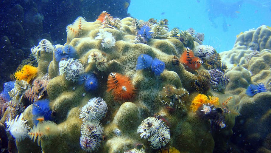 multicolor coral reefs, christmastree worms, close-up, coral, sea, marine, underwater, animal, tropical, life