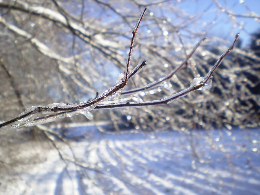 클로즈업 사진, 갈색, 나뭇 가지, 코팅, 눈, 분기, 겨울, 나무, 얼음, 휴일