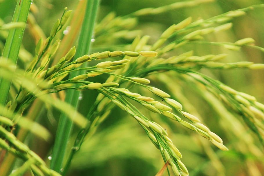 selektif, foto fokus, tanaman padi, padi, lapangan, beras indonesia, tanaman, pedesaan, hijau, alam