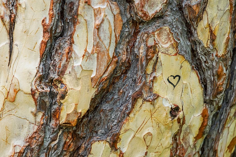wood surface, heart print, tree, austrian black pine, pinus nigra, tribe, wood, bark, grain, wooden structure