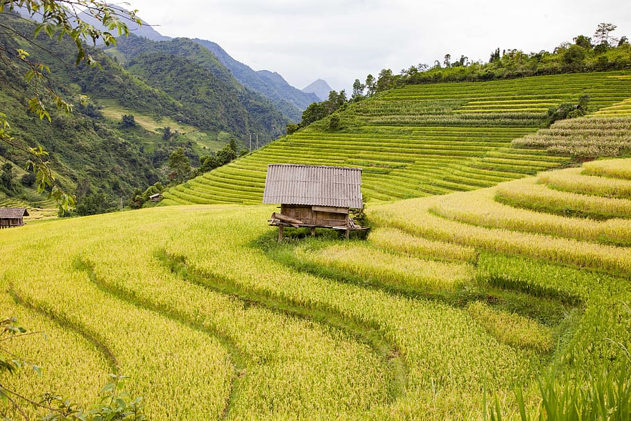 rice field, mountain, landscape, nature, yellow season, scenery, farm, north vietnam, agriculture, field