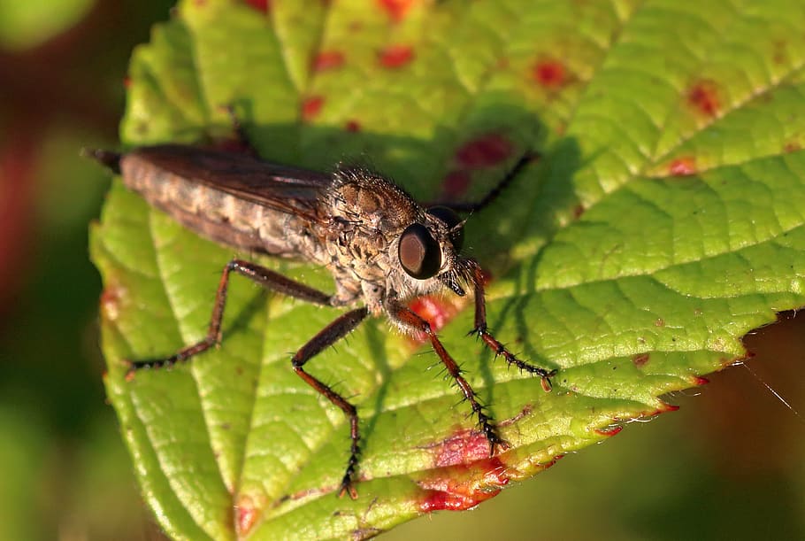 robber fly, insect, predator, wildlife, nature, fly, robber-fly, bug, animal, robberfly