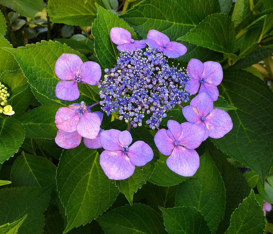 hortensia, flores, púrpura, rosa, pastel, verde, hoja, gotanda, shinagawa, tokio