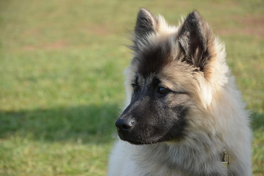 cachorro de pastor alemán, selectivo, fotografía de enfoque, perro, perra, perro azul navidad, perro eurasier, cabeza de retrato, perfil, color arena