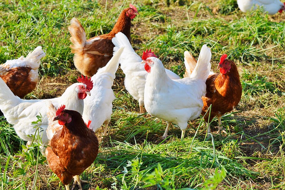 clutch of chicken, chicken, hen, poultry, range, livestock, farm, bird, chickens, animal