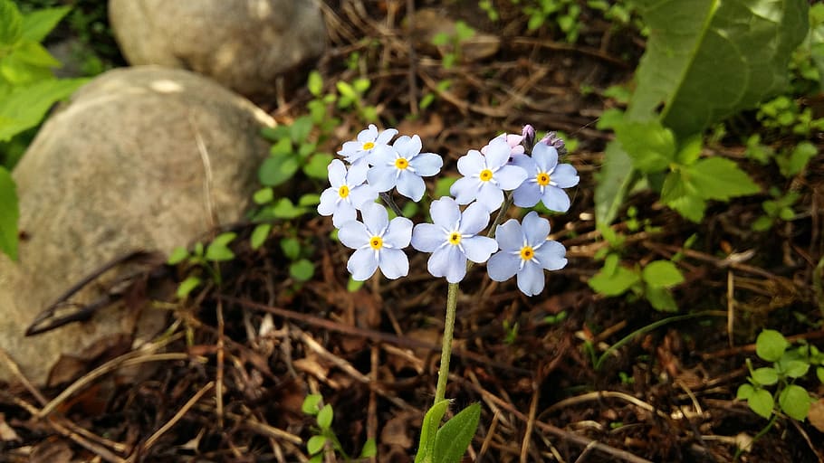 Forget-Me-Not, Myosotis, Flower, blue, light blue, plant, floral, summer, garden, natural