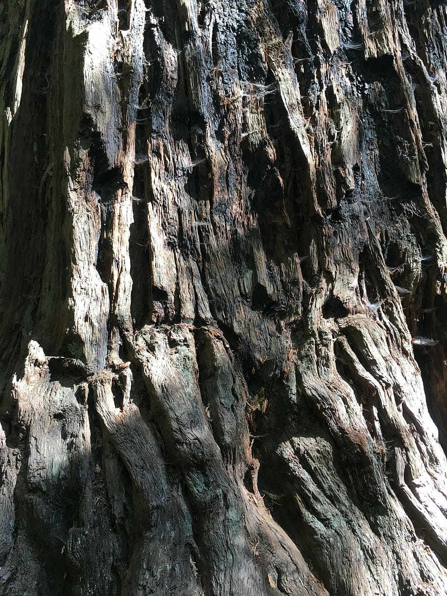 Bark, Tree, Wood, Sequoia, Redwood, rock - object, nature, textured, cave, full frame