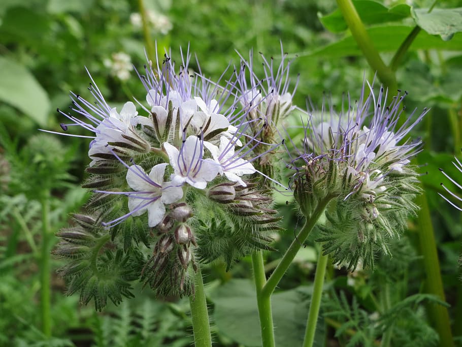 lacy, Phacelia Tanacetifolia, Lacy Phacelia, blue tansy, purple tansy, wildflower, flora, botany, blossom, macro