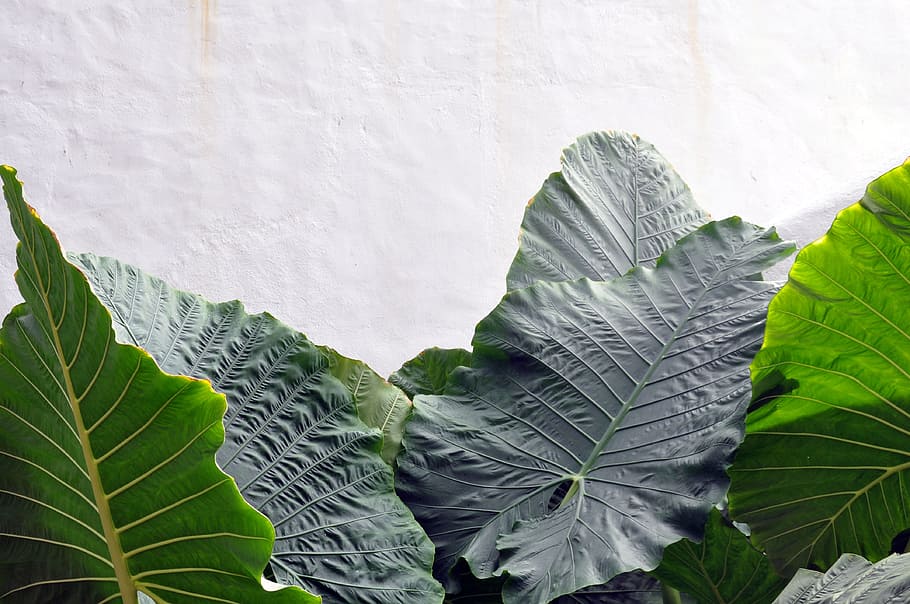 green, leaf plant, white, painted, wall, green leaf, plant, anthurium leaf, foliage, leaf