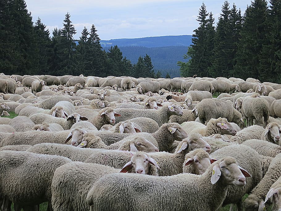 羊のグループ, 羊, 群れ, 牧草地, 動物, 草, 自然, 農業, 農場, 屋外