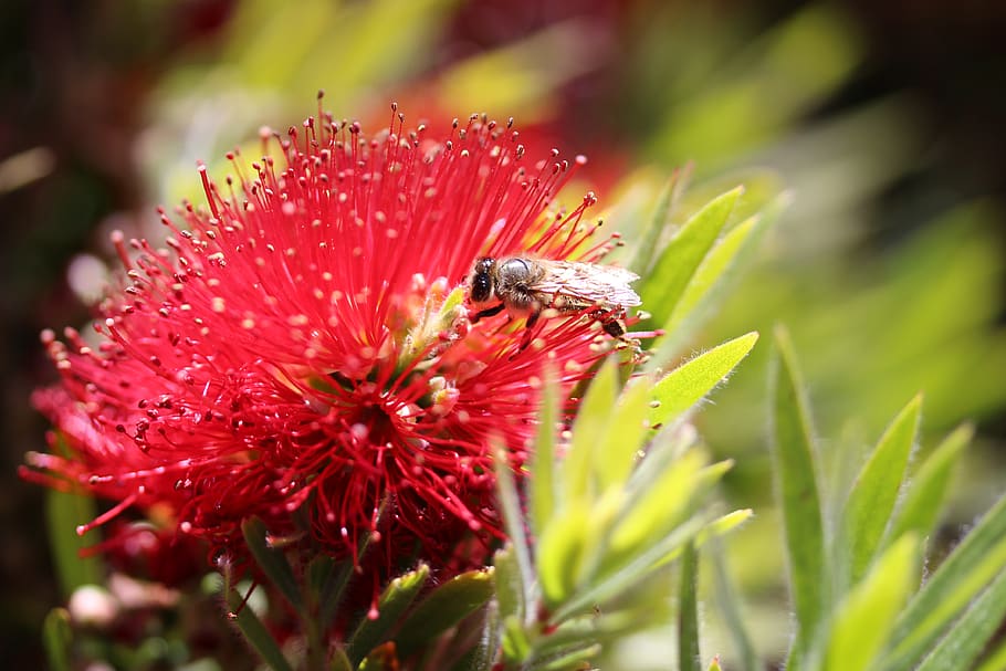 bee, pollination, callistemon, bottlebrush flower, red, springtime, insect, native flora, nature, australia
