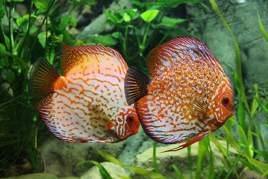 two, orange-and-beige discus fish, fish, discus, aquarium, ornamental fish, perch, exotic, underwater, exotic fish