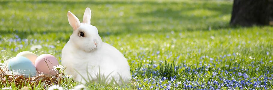 white, rabbit, green, grass lawn, easter bunny, easter nest, egg, colorful, grass, nature