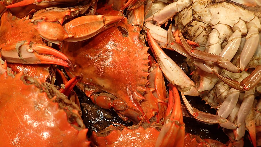 seafood, crabs, cooking, food, shellfish, red, boil, claw, boiled, delicious