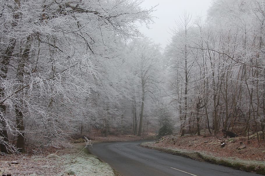 snow, ice, winter, icy road, cold, frost, tree, plant, road, tranquility