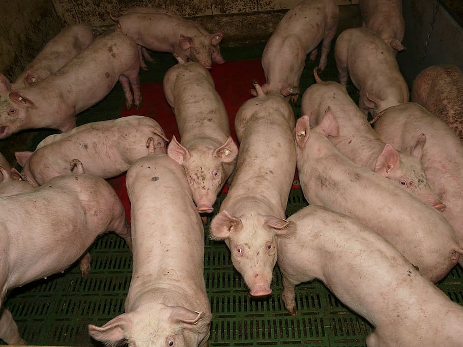 herd, pink, piglet, pig, animal, animals, proboscis, farm, pet, livestock