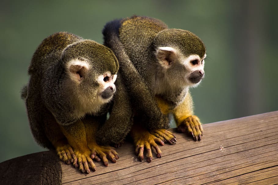 two, brown, monkey, perched, wood, squirrel monkey, animal, zoo, squirrel, cute