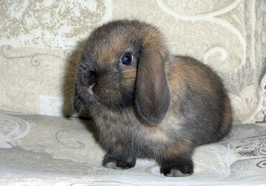 sweet, bunny, brown, chocolate, pose, easter, rabbit, spring, one animal, mammal