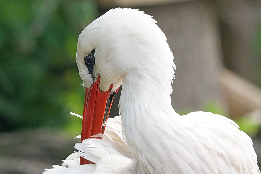 stork, rattle stork, white stork, bird, adebar, nature, feather, plumage, one animal, animal themes