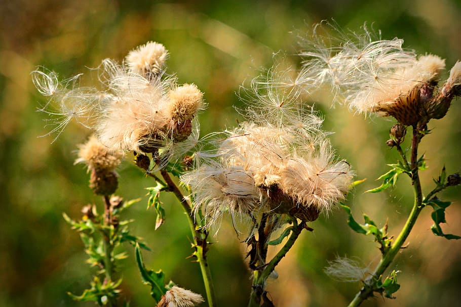 cardo, flor, planta, pelusa, semilla, viento, soplado, flor silvestre,  fragilidad, primer plano | Pxfuel