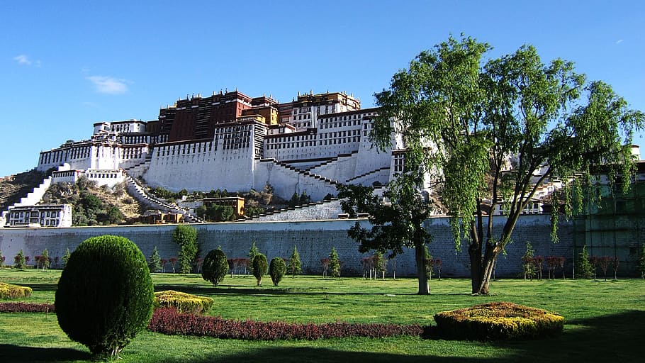 branco, casa, árvores, dia, tibete, palácio de potala, mosteiro, dalai lama, budismus, árvore