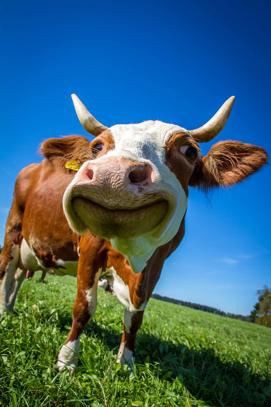 blanco, marrón, foto de ganado lechero, vaca, gracioso, rumiante, lindo, cerca, vacas, mamífero