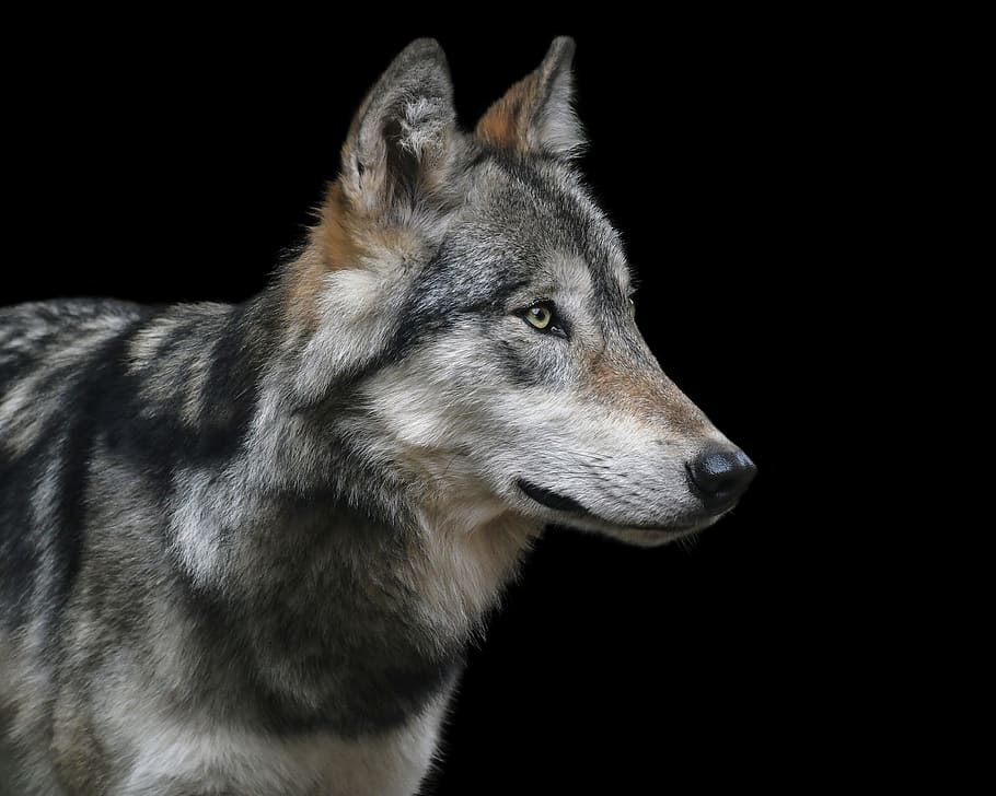 selective, focus photography, gray, wolf, portrait, black background, predator, carnivore, wild animal, grey