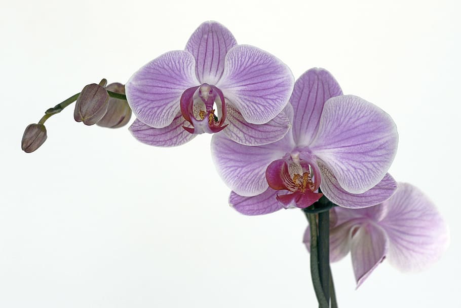purple moth orchid, orchid, flower, blossom, bloom, bud, tropical, violet, petal, macro