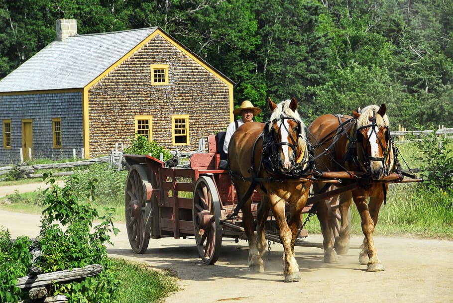 brown horse carriage, Horse-Drawn, Cart, Transportation, horse-drawn, cart, horse, wagon, old, animal, vintage
