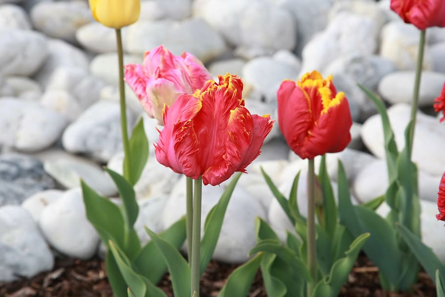 tulips, spring, spring flowers, garden, flowers, frühlingsanfang, easter, nature, blossom, bloom