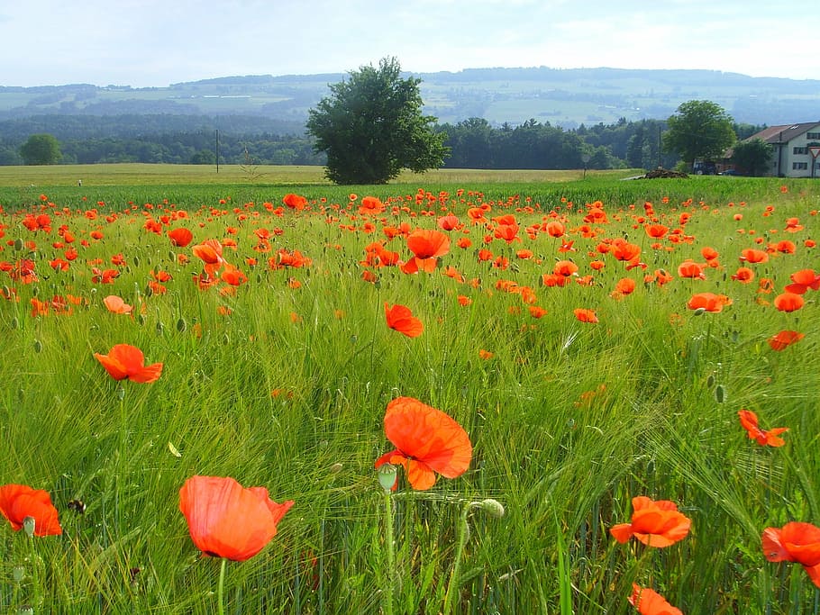 field of poppies, klatschmohn, poppy, poppy flower, nature, flower, field, meadow, summer, rural Scene