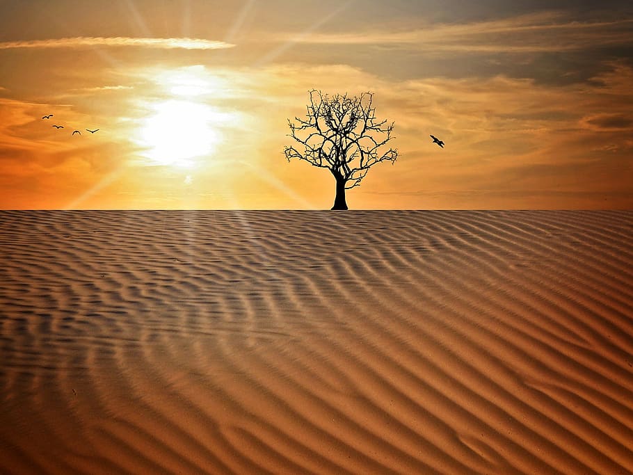 silhouette tree, desert illustration, landscape, sand, drought, tree, sky, sun, sunset, lighting