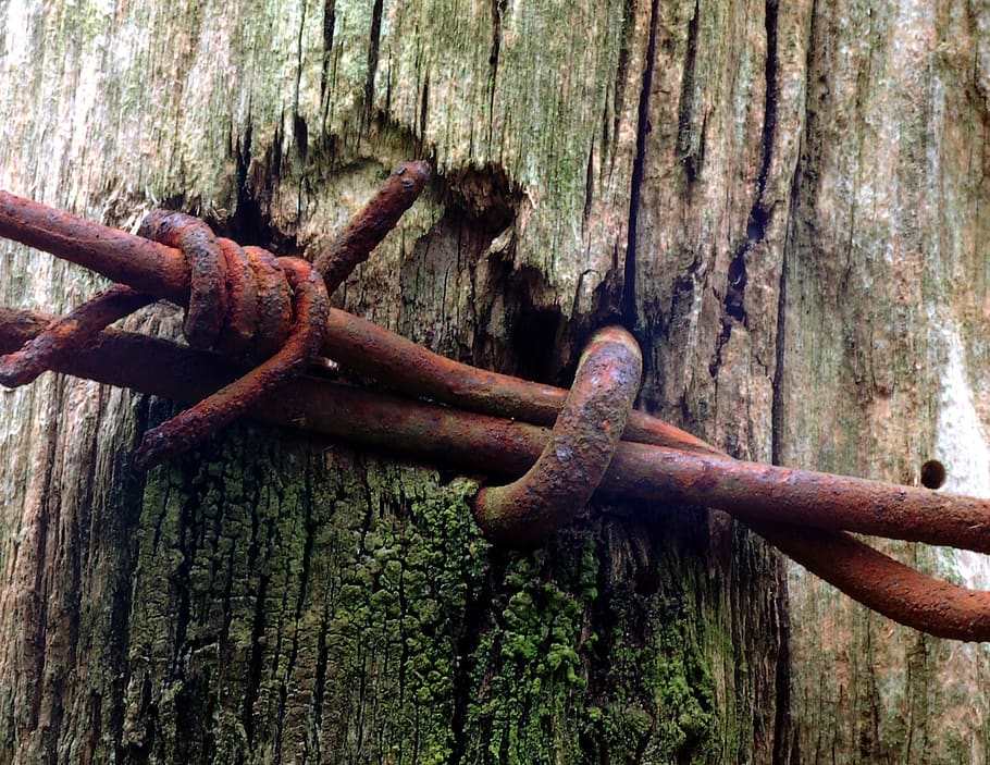 wood, oxide, nails, barbed wire, metal, protection, rusty, security, safety, close-up