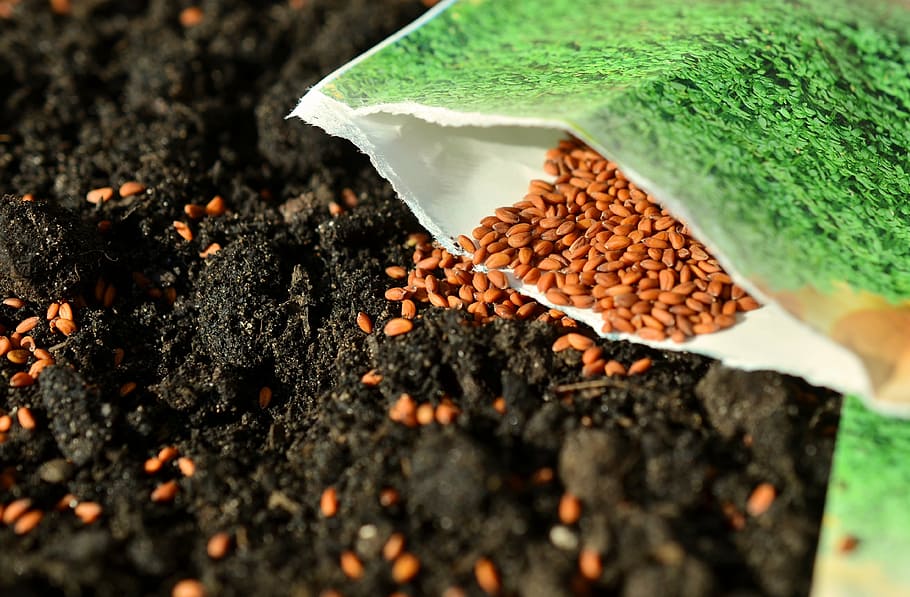 closeup, spilled, beans, pack, seeds, sow, garden, cross, gardening, garden soil