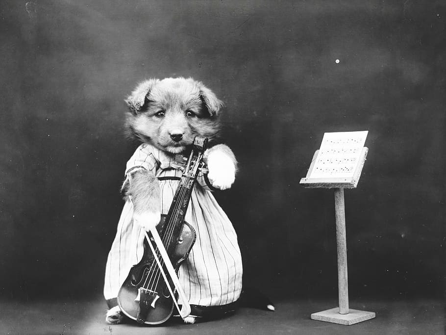 grayscale photo, dog, holds, violin, music, stand, puppy, dressed, clothed, cute