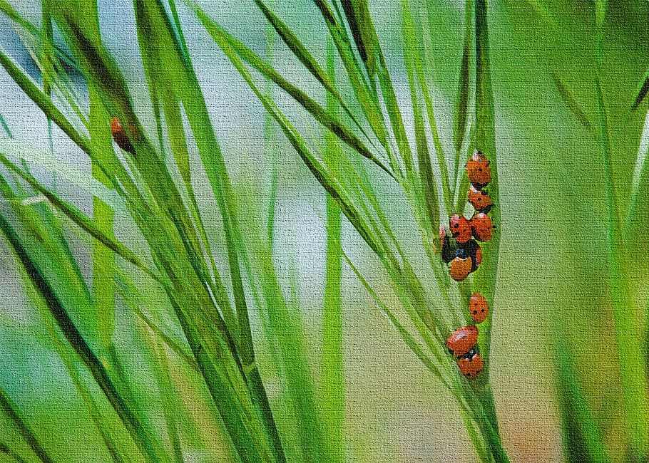 Lady Bugs, Green, Grass, Insect, Ladybug, green, grass, green color, nature, animals in the wild, animal themes