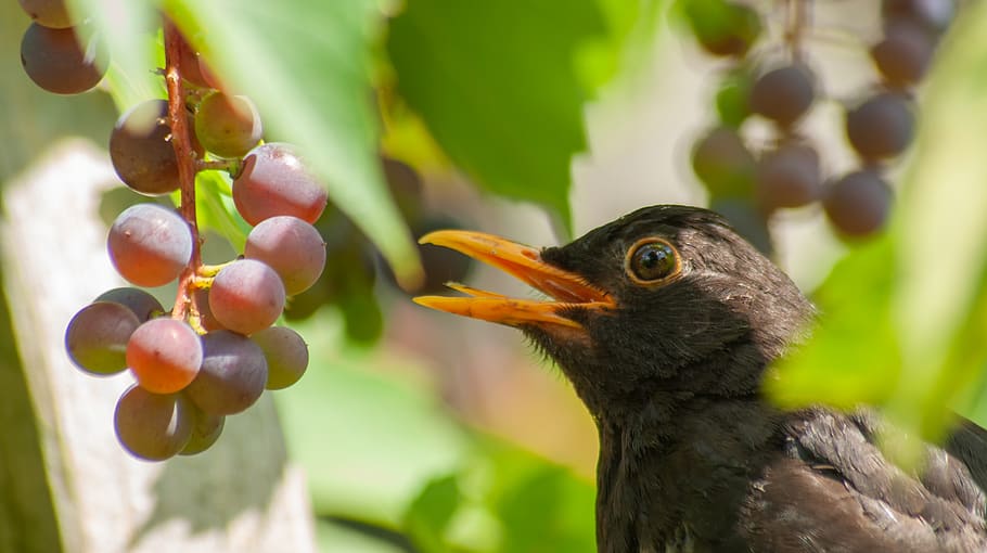 starling, bird, vines, nature, summer, garden, group, animal, vertebrate, animal themes