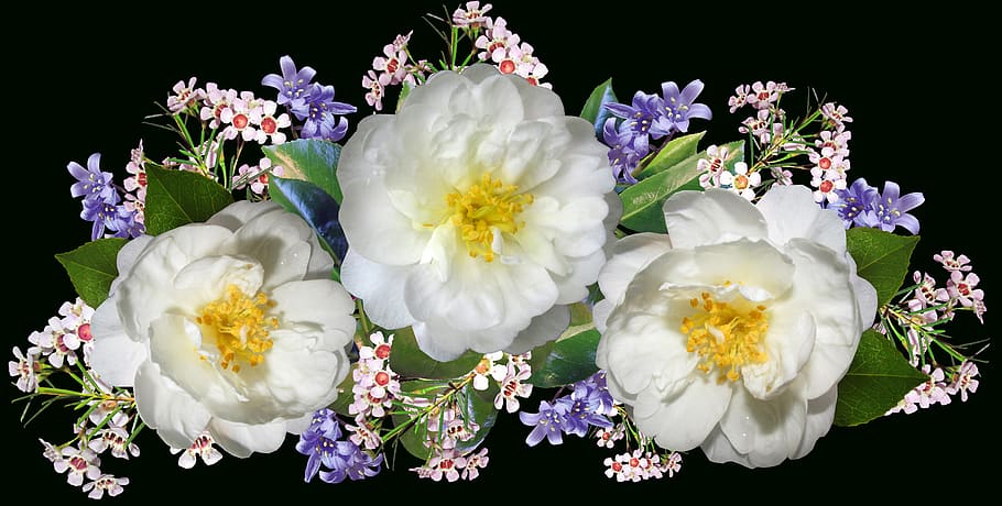 flowers, camellias, bluebells, arrangement, garden, nature, flowering plant, flower, freshness, plant