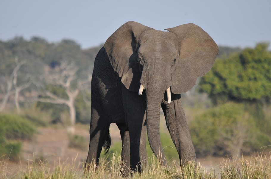 elephant near trees, wildlife, mammal, grass, safari, nature, elephant, animal, outdoors, bush