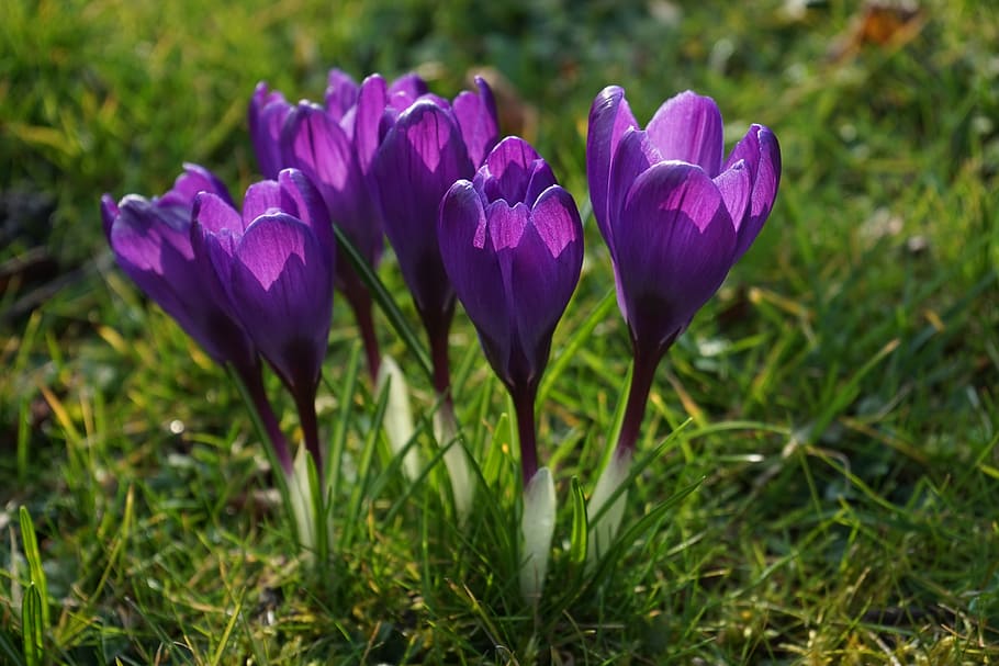 crocus, flowers, purple, close, spring, bühen, colorful, color, violet, flowering plant