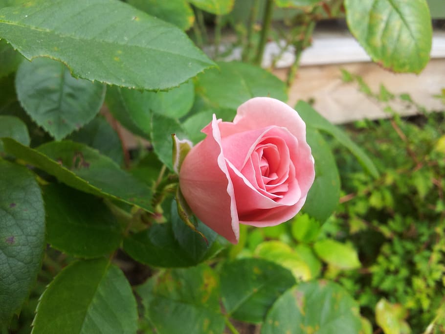 pink rose, pink, ros, flower, flowers, garden, roses, summer, greenery, romantically