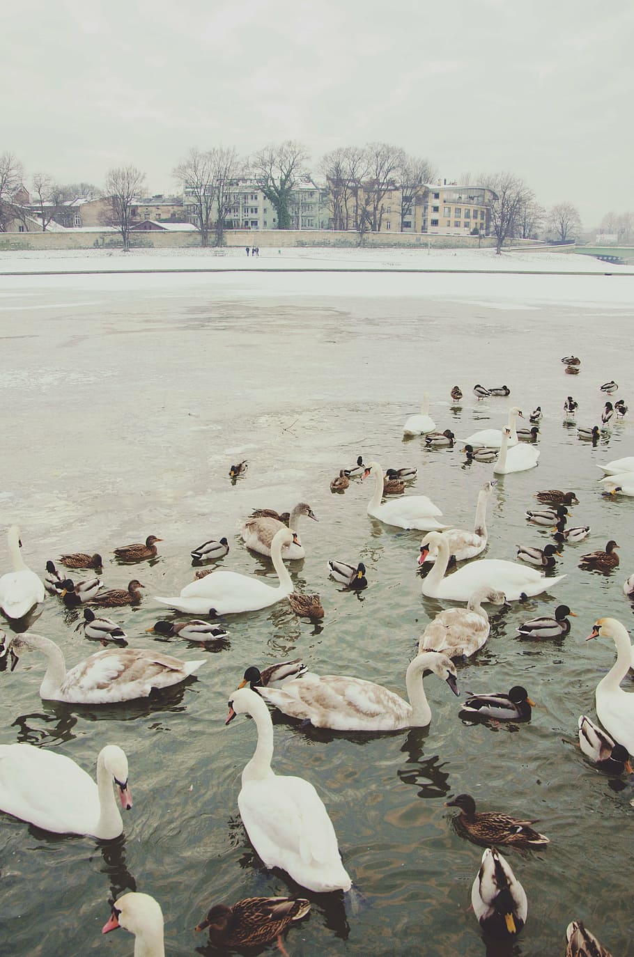 white, swan, body, water, bird, beak, feather, animal, duck, lake