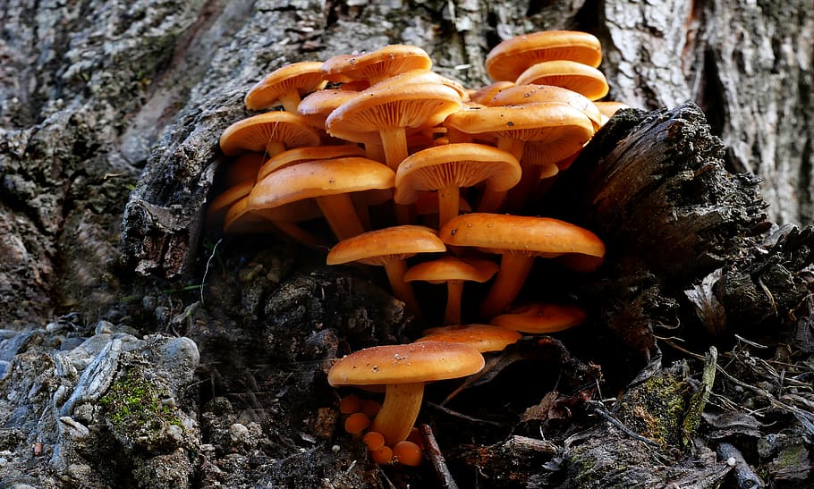 Sulphur, tufts, brown mushrooms on log, mushroom, fungus, toadstool, vegetable, food, nature, plant