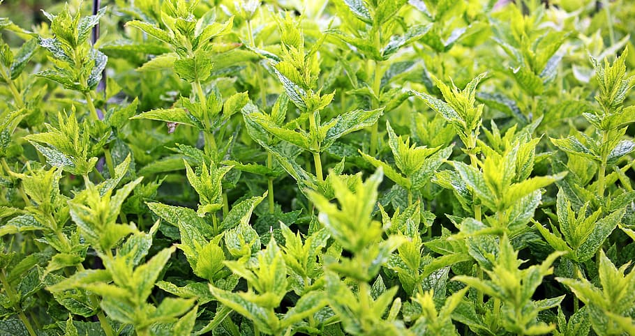 banyak tanaman hijau, mint, mint hijau, tanaman, tanaman herbal, jamu, aroma, taman, teh herbal, alam